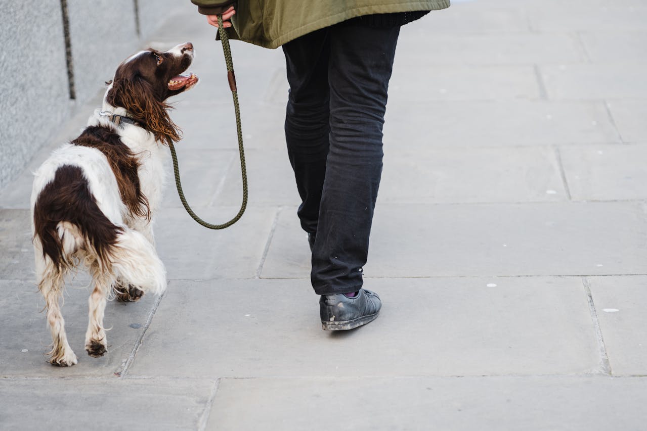 walking with pet